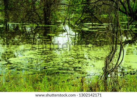 wild green perfect tropical Lake in Forest nature background