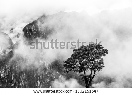A lonely tree in an early morning with fog in Machu Picchu, Peru