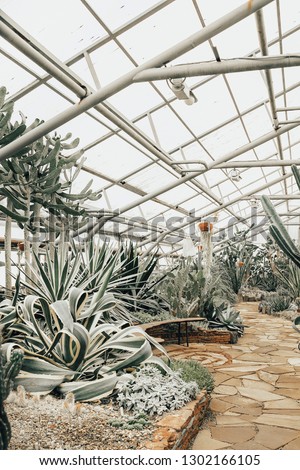 Various cactus in a glass greenhouse for protection in The Conservatory and Botanical Garden 