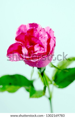 Isolated pink rose on white background and space for write wording, popular flower means love and always give special person in special event such as valentines or any lucky event
