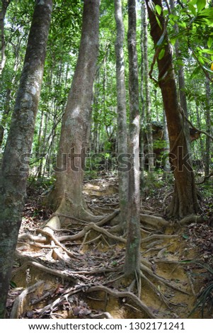Jungle hiking trail with many big brown tree roots to dragon crest in Khao Ngon Nak in Krabi, Thailand, Asia