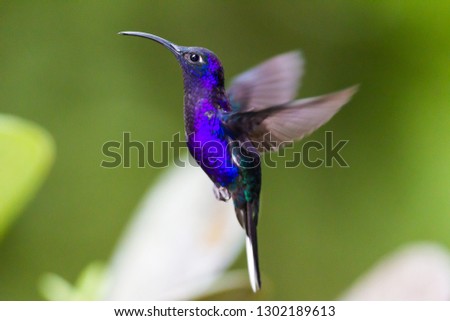 Hummingbird, or Colibri thalassinus, beautiful green blue hummingbird from Central America hovering in front of flower background in cloud rainforests, Costa Rica. Royalty-Free Stock Photo #1302189613