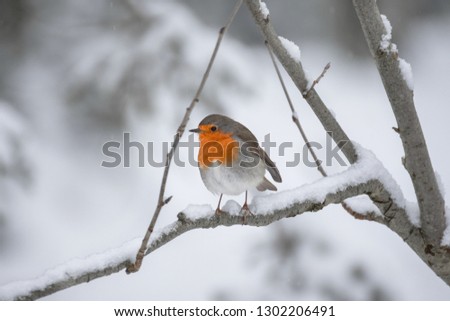 Robin on a branch in the snow