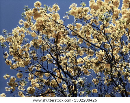 Handroanthus chrysanthus, known as yellow flower It is an ornamental tree that provides a good mix of colors anywhere