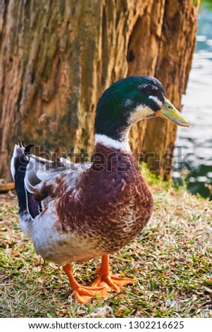 Duck on the lake. Kandy. Sri-Lanka.