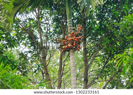 Arecanut on Areca palm