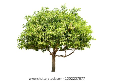 Tree - green leaves and bonsai. Isolated on white background. (clipping path)
