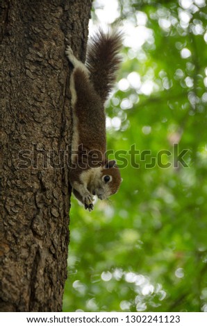 Close-up cute small squirrel lay down on tree branch and enjoy eating nut with with blurred background, chatuchak park, Bangkok, Thailand