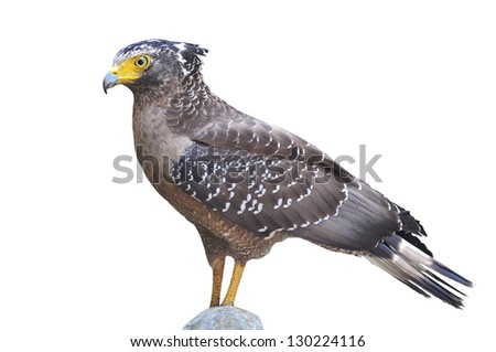 Crested serpent eagle with clipping path