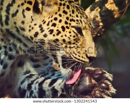 The leopard is using a lick tongue to clean the paws.