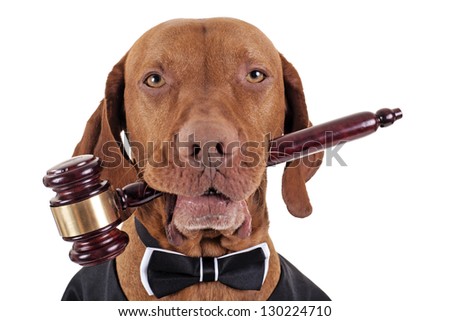 golden color pure breed vizsla dog holding a wooden gavel in mouth isolated on white background