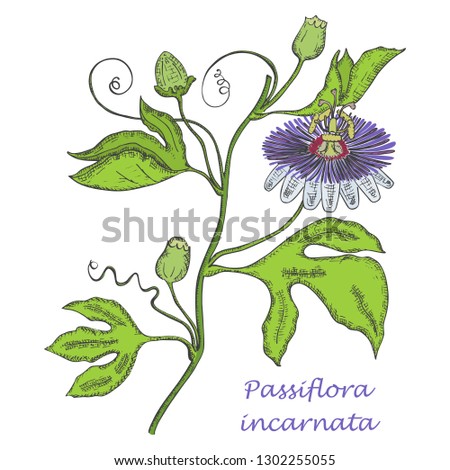 Hand Drawn Colored Branch of Purple Passionflower Isolated on the White Background. Sedative Herbal with Latin Name Passiflora Incarnata. Sketch Style Vector. Herbal Medicine Component.
