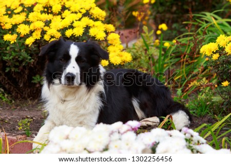 Dog Border Collie lying in a flower garden