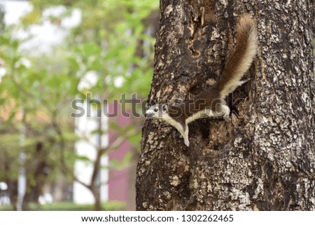 
squirrel on the tree