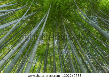 Bamboo canopy, Kyoto
