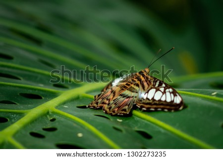 Blue Tiger Striped butterfly