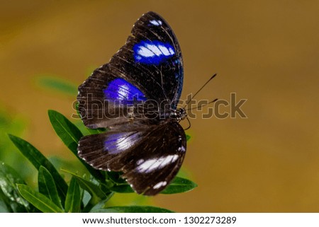 Great Eggfly butterfly