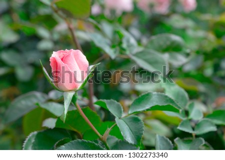Budding pink rose on plant in green garden.