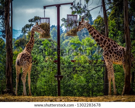 The giraffe (Giraffa) is a genus of African even-toed ungulate mammals, the tallest living terrestrial animals and the largest ruminants. The genus currently consists of one species, Giraffa camelopar