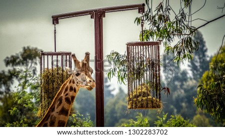 The giraffe (Giraffa) is a genus of African even-toed ungulate mammals, the tallest living terrestrial animals and the largest ruminants. The genus currently consists of one species, Giraffa camelopar