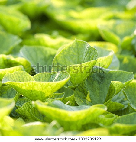 beautiful funny leaves of unusual shape in a sunny summer field