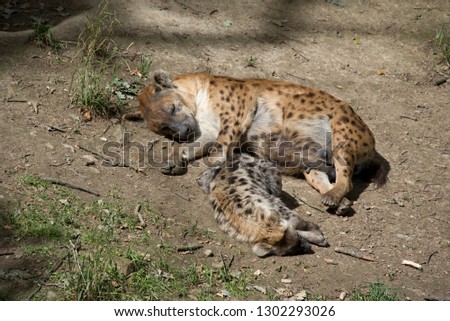 Sleeping Spotted hyena (Crocuta crocuta) with its baby