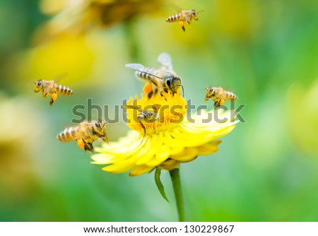 Close up group of bees on a daisy flower Royalty-Free Stock Photo #130229867
