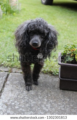 Black poodle dog pictured  on a pavement with green grass in background looking at the camera.