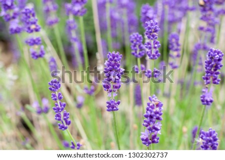 Texture background and plants concept: purple,fragrant and blooming lavender flowers on a sunny day.