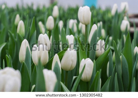 white tulips in a greenhouse. Sort Albatross