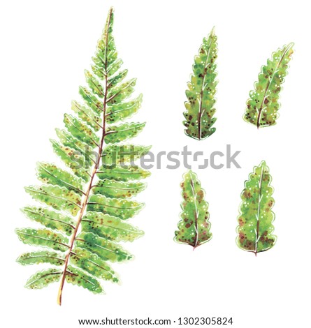 Hand drawn watercolor set of various Fern green leaves, tropical and forest plants, isolated on white