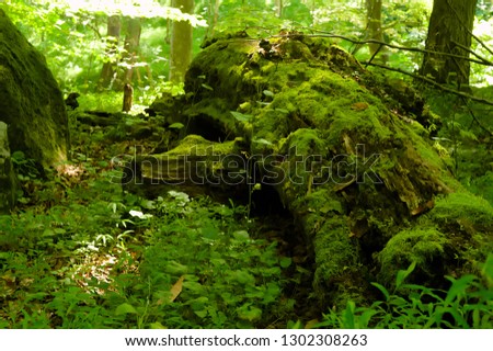 Moss covered tree on a forest floor
