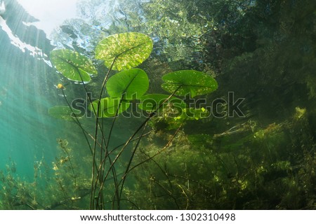 Beautiful yellow Water lily (nuphar lutea) in the clear pound. Underwater shot in the fresh water lake. Nature habitat. Unerwater world. Underwater view of a pond in summer. 
