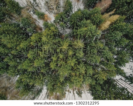 Aerial view over tree tops in winter season in bavaria