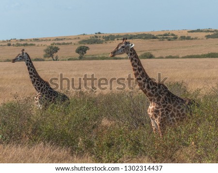 Masai Mara, KENYA - September, 2018. Two giraffes cross the african savannah on a sunny day