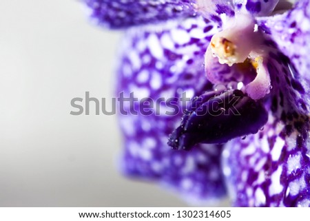 Purple orchid wanda close up.Shallow depth of field, soft effect. Spa concept