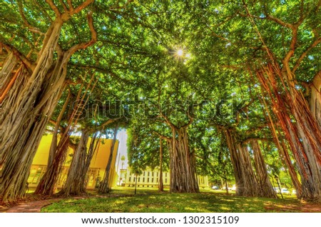 Small sunburst through a coppice of Banyan trees on the island of Oahu in Hawaii. 