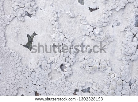 Close up photo of white lichen on rock, top view, photographed in Norway.
