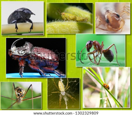 Collage of macro photos of insects on the background of tropical green leaf