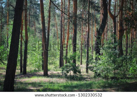 Green Woods. creepy green forest. tinted photo of green forest