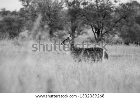 Female waterbuck antelope in the Kruger National Park, South Africa