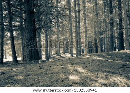 Looking deep into pine tree plantation with pine needles covered ground in aged sepia photo effect