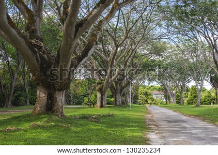 Country road with tree branches