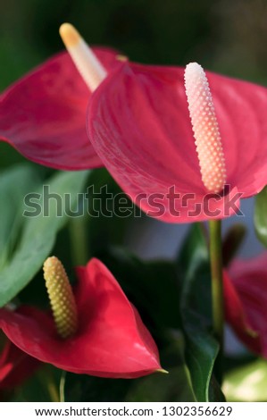 Blossoming Anthurium plant with green leaves 