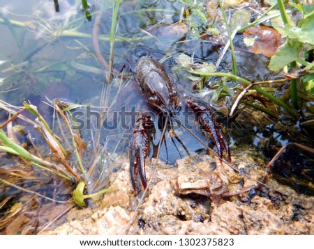 an european freshwater crayfish or crawfish or lobster comes out of the water attracted by food austropotamobius pallipes Royalty-Free Stock Photo #1302375823