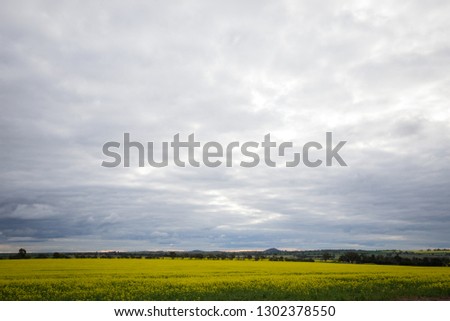 Landscape image of canola field in full bloom. Australian agricultural scene. 