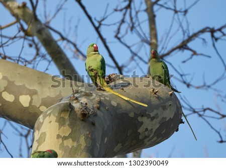 Green parrots  (Psittacula parakeets) in Istanbul, Turkey. Photo is taken in Gulhane Park.                               