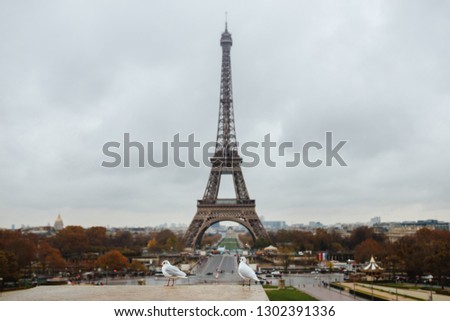 Two gulls in front of the Eiffel Tower in Paris, France. Beautiful and small bird.