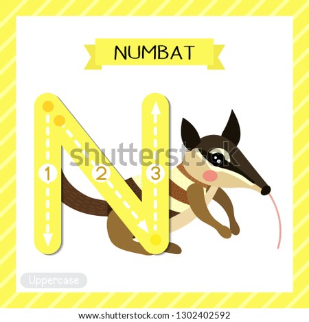 Letter N uppercase cute children colorful zoo and animals ABC alphabet tracing flashcard of Numbat for kids learning English vocabulary and handwriting vector illustration.