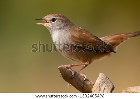 Bastard Nightingale (cettia cetti) cetia nightingale or bastard nightingale is a species of passerine bird of the family Cettiidae of Europe, southwestern Asia and northern Africa Royalty-Free Stock Photo #1302405496